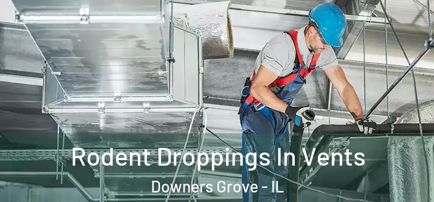  Rodent Droppings In Vents Downers Grove - IL