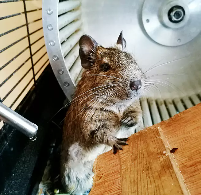 Why Homeowners & Businesses Trust Us Downers Grove, IL